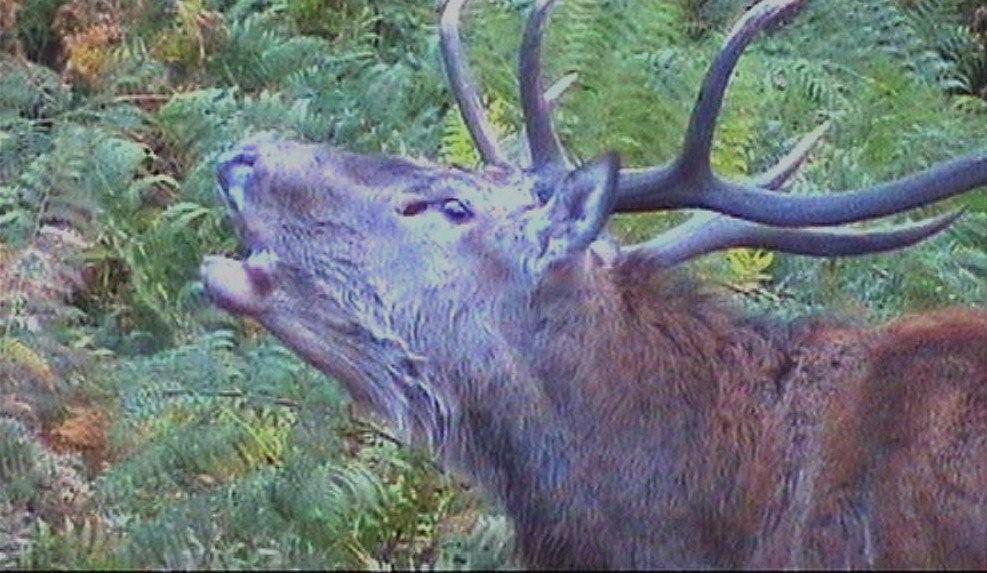 PASSIONE PER IL CERVO